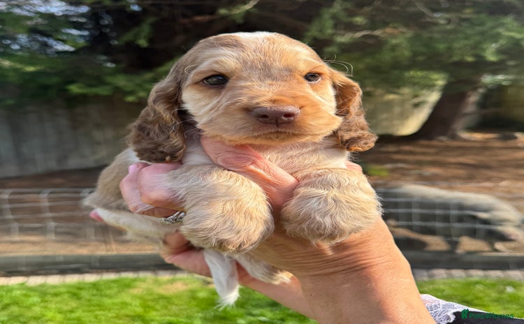 Cocker Spaniel dogs - Advert 3