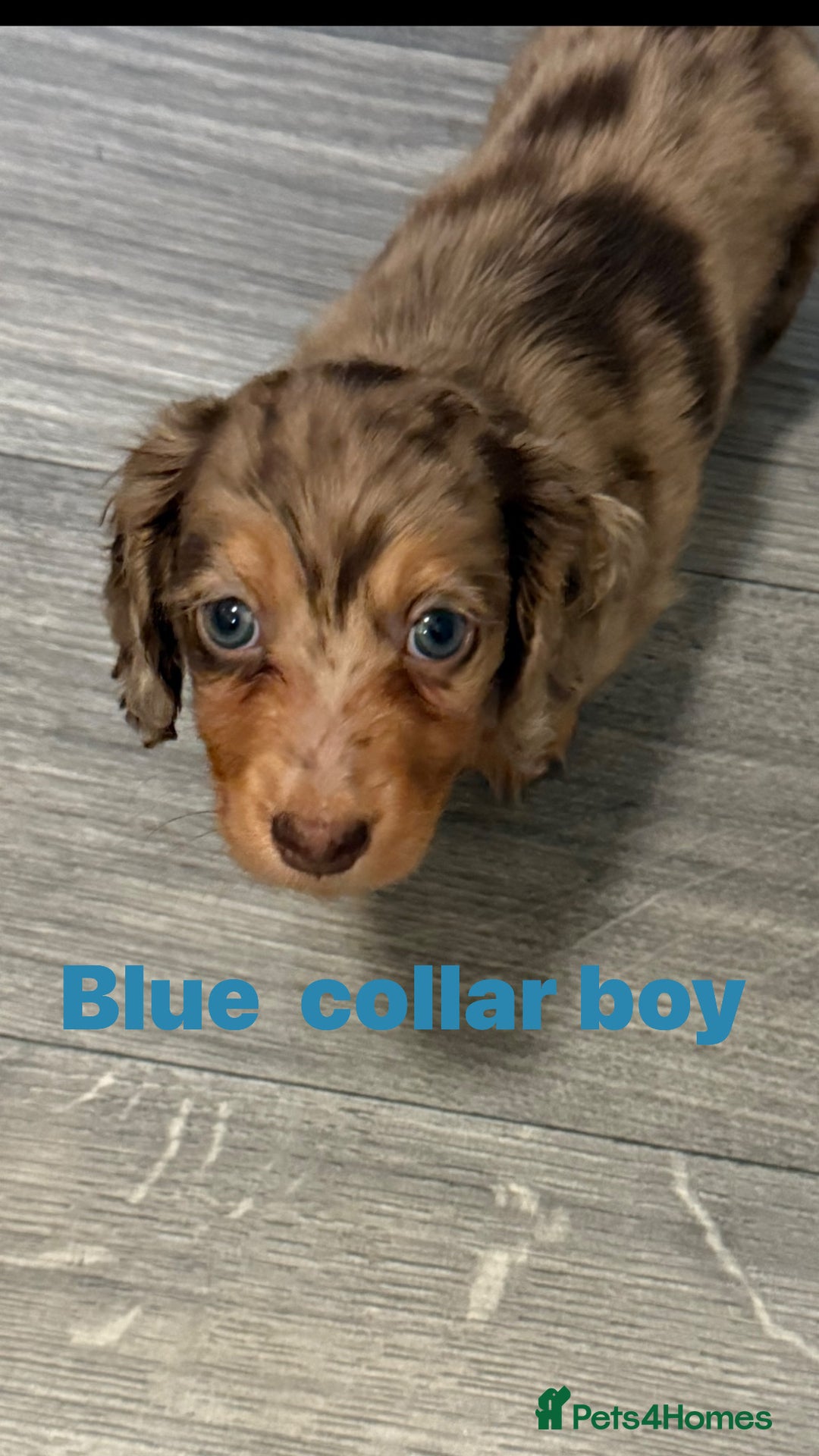 Miniature Dachshund dogs for sale: Miniature long haired dachshund  - Image 18