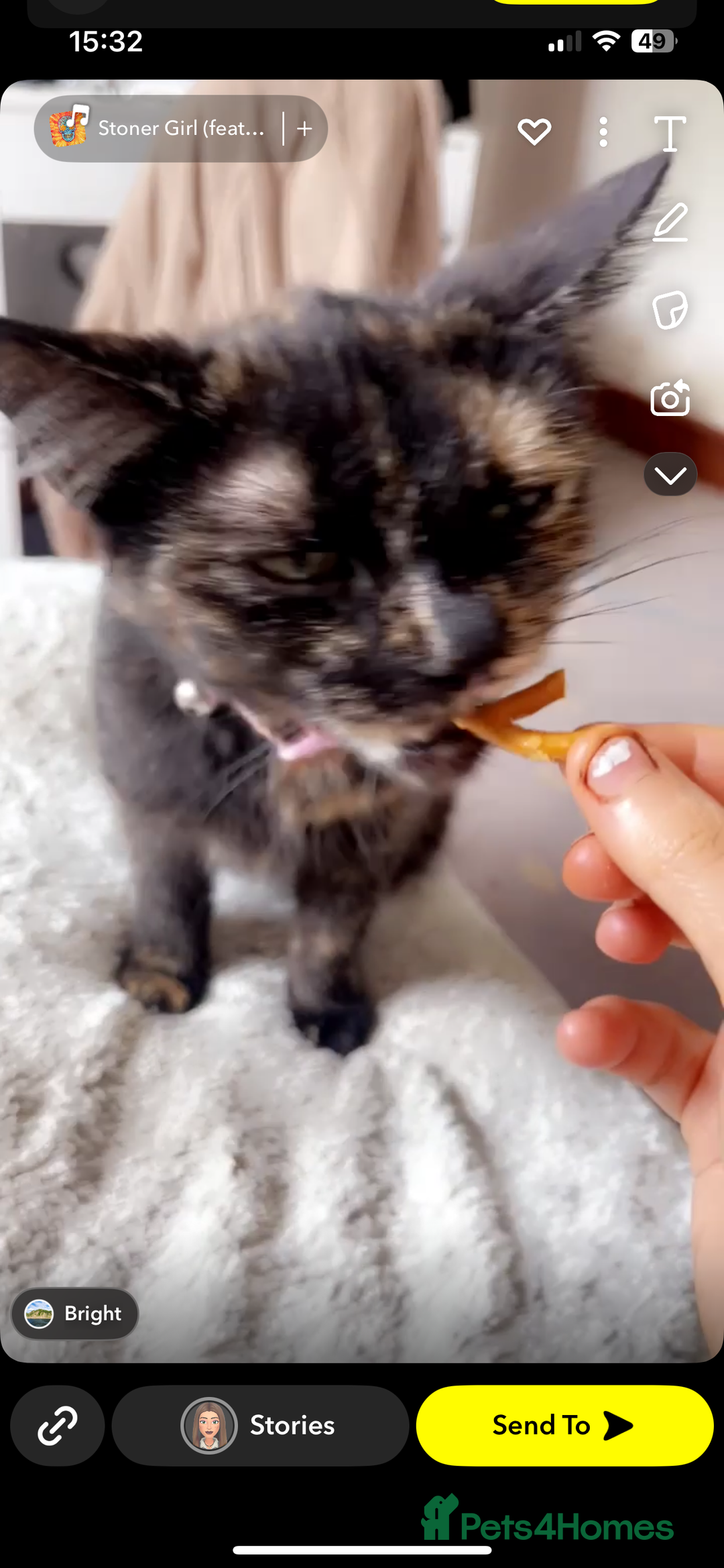 Mixed Breed cats for sale: 2 mixed breed cats/kitten for sale - Image 5