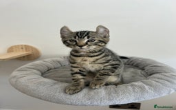Keetso cats for sale: Reduced Ready now Last 1, Rare Jungle Curl Kittens in Portsmouth - Image 12