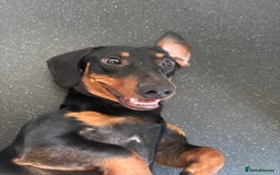 Dachshund dogs for stud: Handsome Frank Black & Tan Daschund for Stud  - Image 2