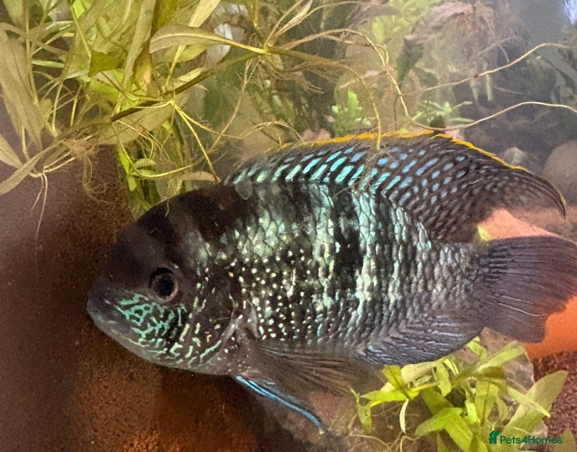 Cichlids fish for sale: Acaras  in Billingham - Advert 3