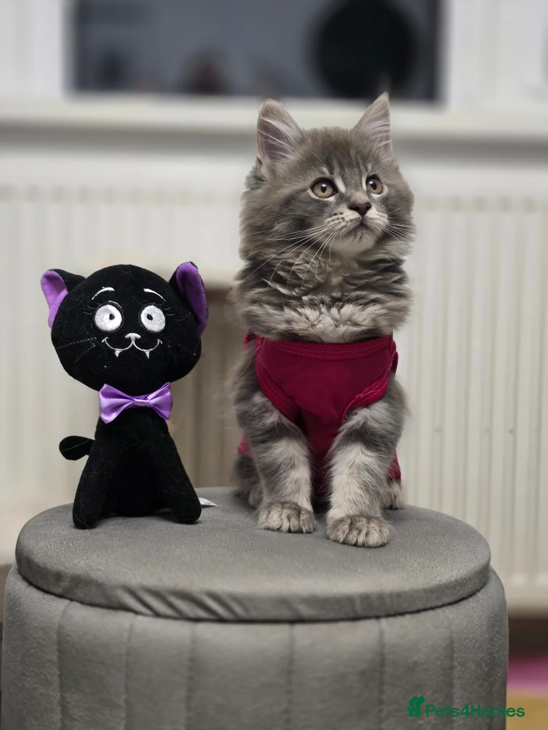 Maine Coon cats for sale: MAINE COON  RESERVED - Advert 8