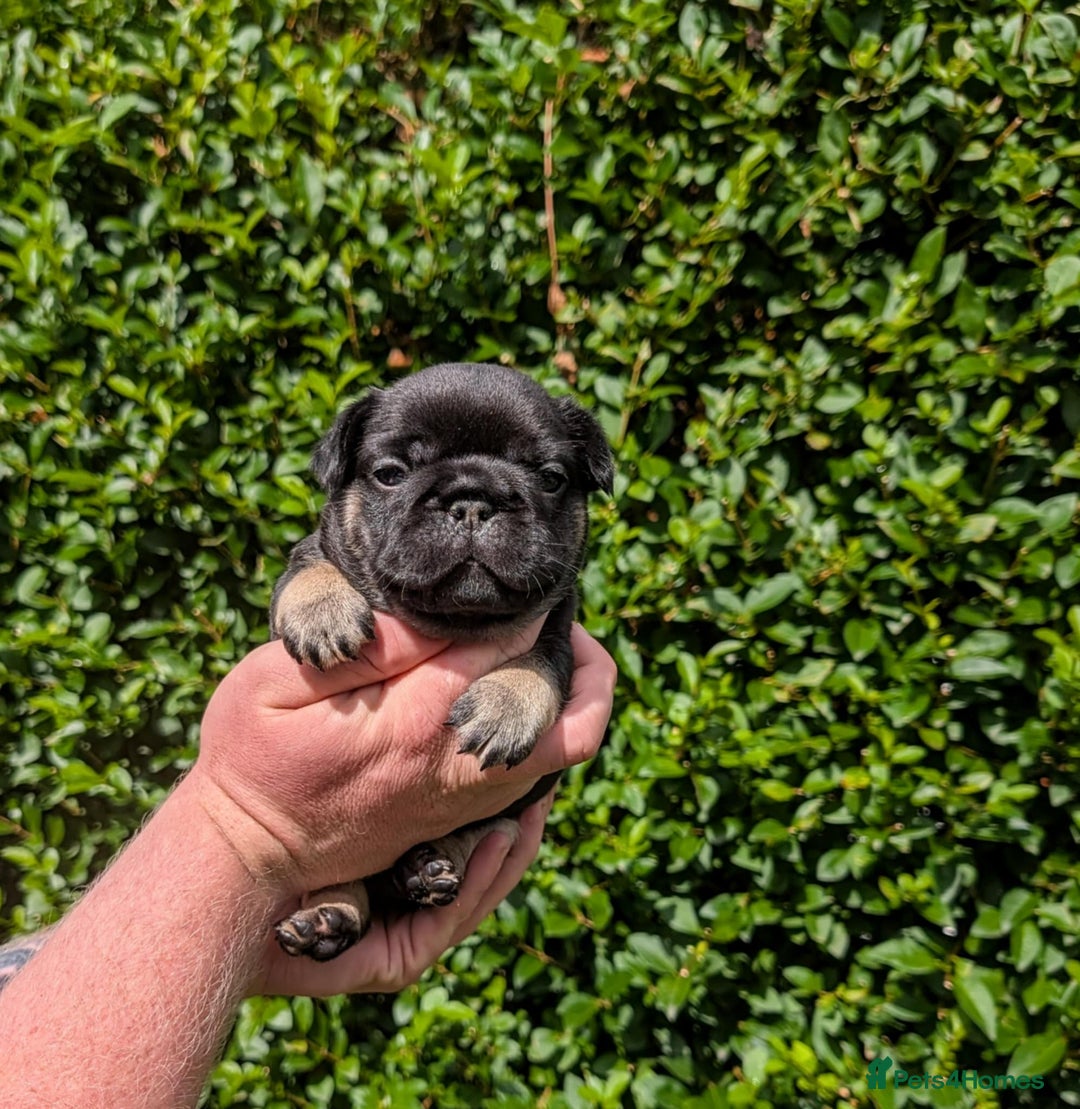 French Bulldog dogs for sale: Quality Frenchbulldog puppies carrying Fluffy  - Image 5