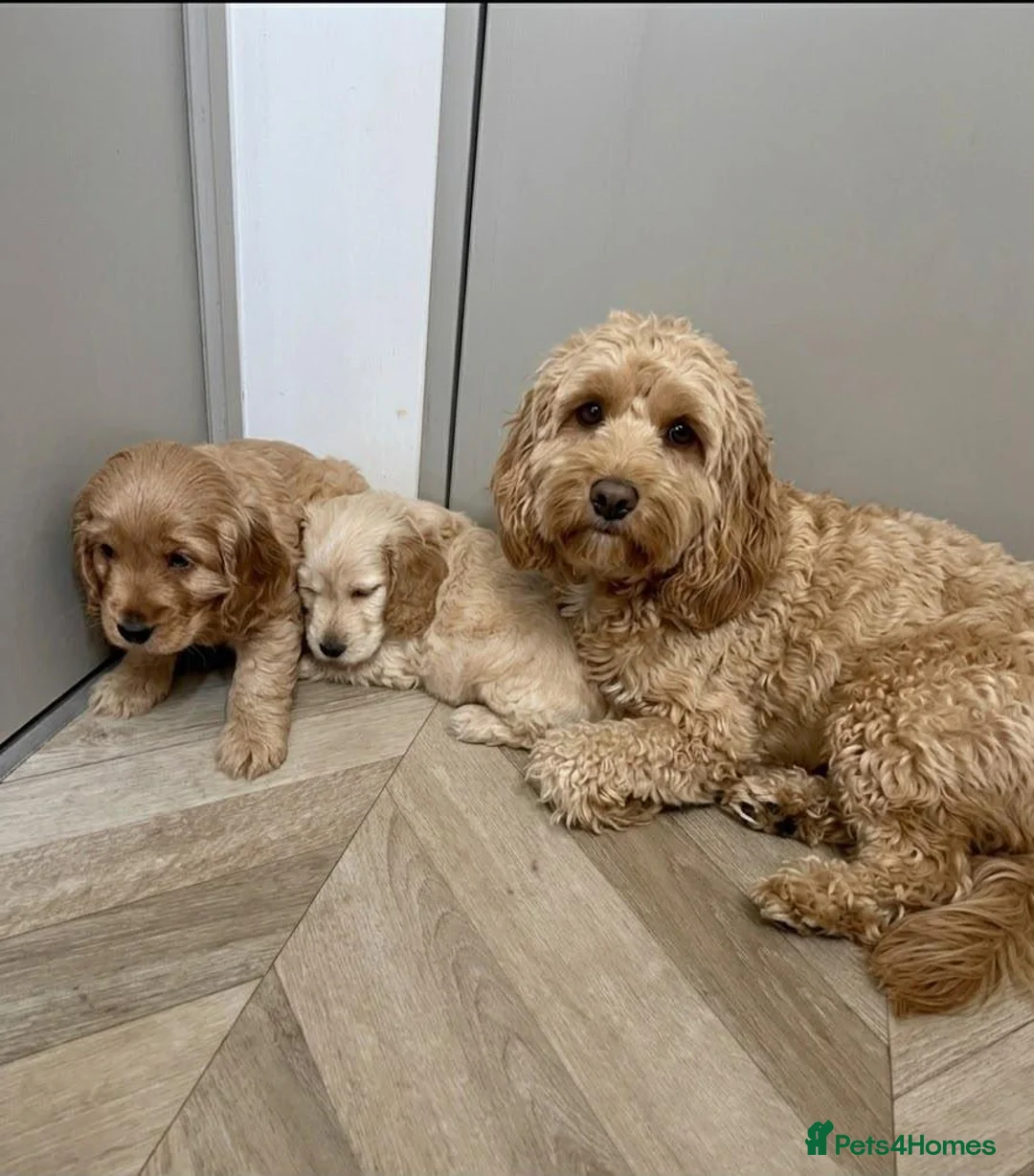 Cavapoo dogs for sale: Wonderful cavapoo puppies  in Kilmarnock - Advert 1