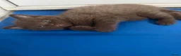 British Shorthair cats for sale: 🦁😻🦁 Beautiful British Shorthair and Longhair  - Advert 16