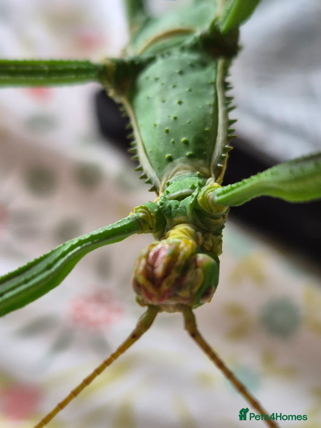 Stick Insects invertebrates for sale: Live stick insects and eggs - Advert 14