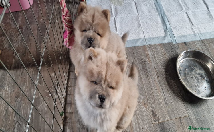 Chow Chow dogs - Advert 1