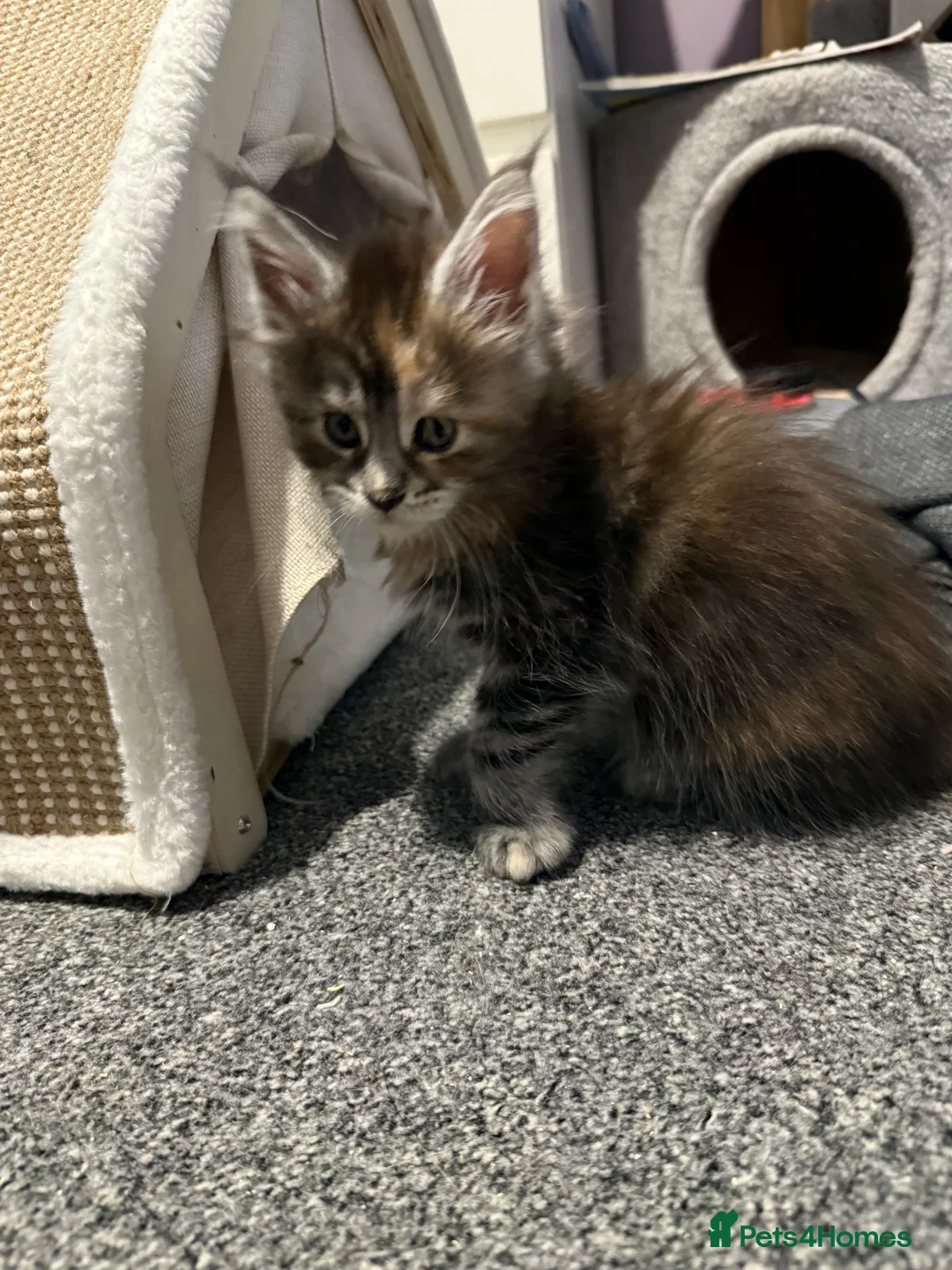 Maine Coon cats for sale: 7 beautiful Maine coon full breed kittens  - Advert 13