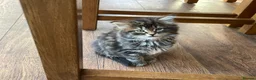 Mixed Breed cats for sale: Main Coon Mixed Kittens - Advert 1
