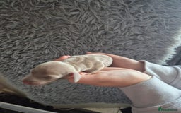 Dachshund dogs for sale: Beautiful dachshund puppies  - Image 5