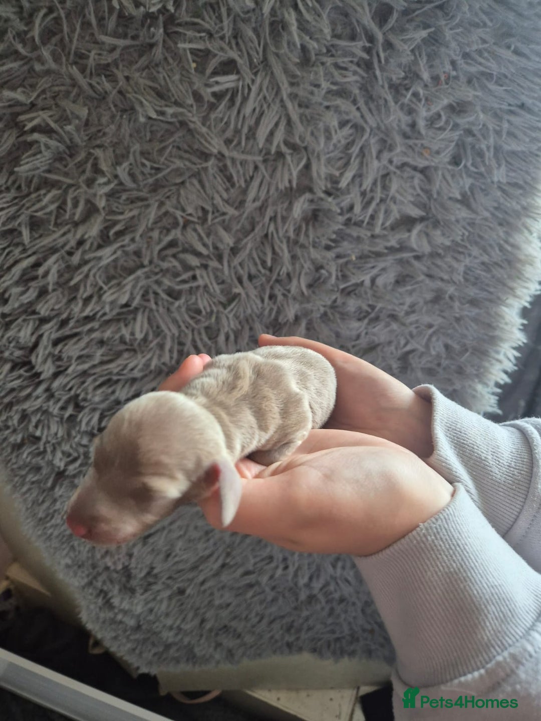 Dachshund dogs for sale: Beautiful dachshund puppies  - Image 5