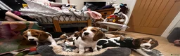 Beagle dogs for sale: DNA and KC registered beautiful puppies - Advert 2