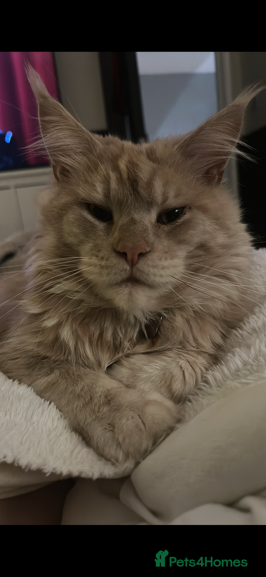 Maine Coon cats for sale: Maincoone kittens  - Advert 7