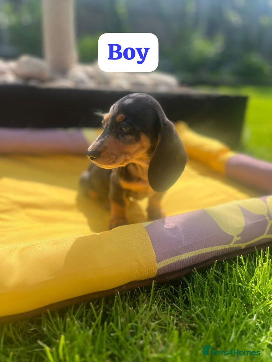 Miniature Dachshund dogs for sale: ADORABLE MINIATURE DACHSHUND PUPPIES - Image 3