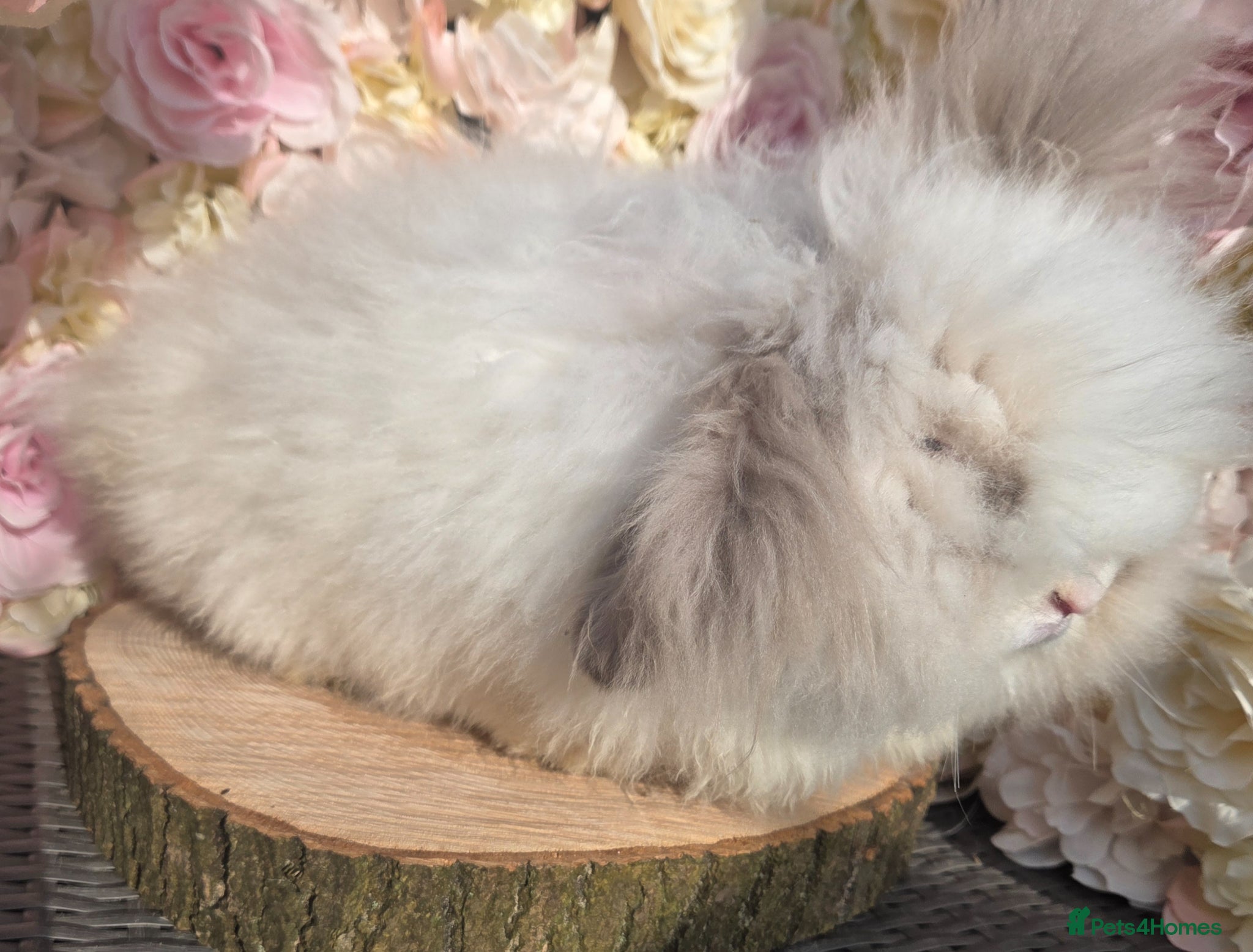 Angora rabbits for sale: Teddywidders - Advert 30