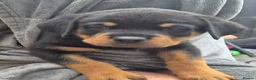 Rottweiler dogs for sale: Rottweiler girl looking for her sofa!!+  - Advert 2