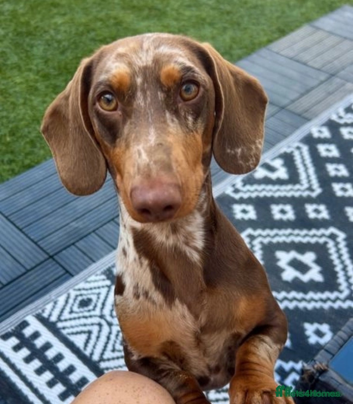 Dachshund dogs *STUD* Handsome dapple dachshund for stud only in Chelmsford - Advert 7