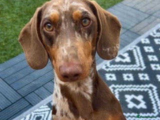 Dachshund dogs in Chelmsford - Advert 9