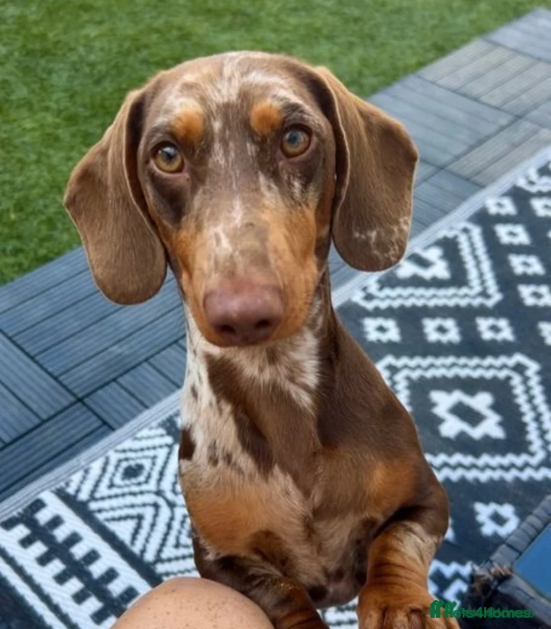 Dachshund dogs for stud: *STUD* Handsome dapple dachshund for stud only in Chelmsford - Advert 1
