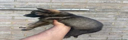German Shepherd dogs for sale: German Shepherd puppies for sale!!! in Luton - Advert 5