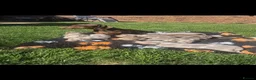 Miniature Dachshund dogs for sale: Kc miniature dachshund - Advert 15