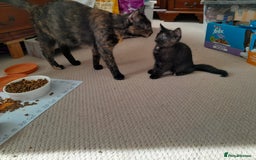 British Shorthair cats for sale: Cute playful smart kittens ready for new homes - Image 14