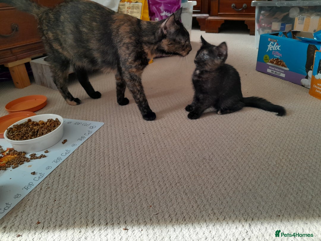 British Shorthair cats for sale: Cute playful smart kittens ready for new homes - Image 14