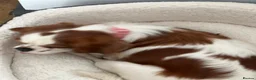 Cavalier King Charles Spaniel dogs for sale: Pedigree cavalier bitch  - Advert 5