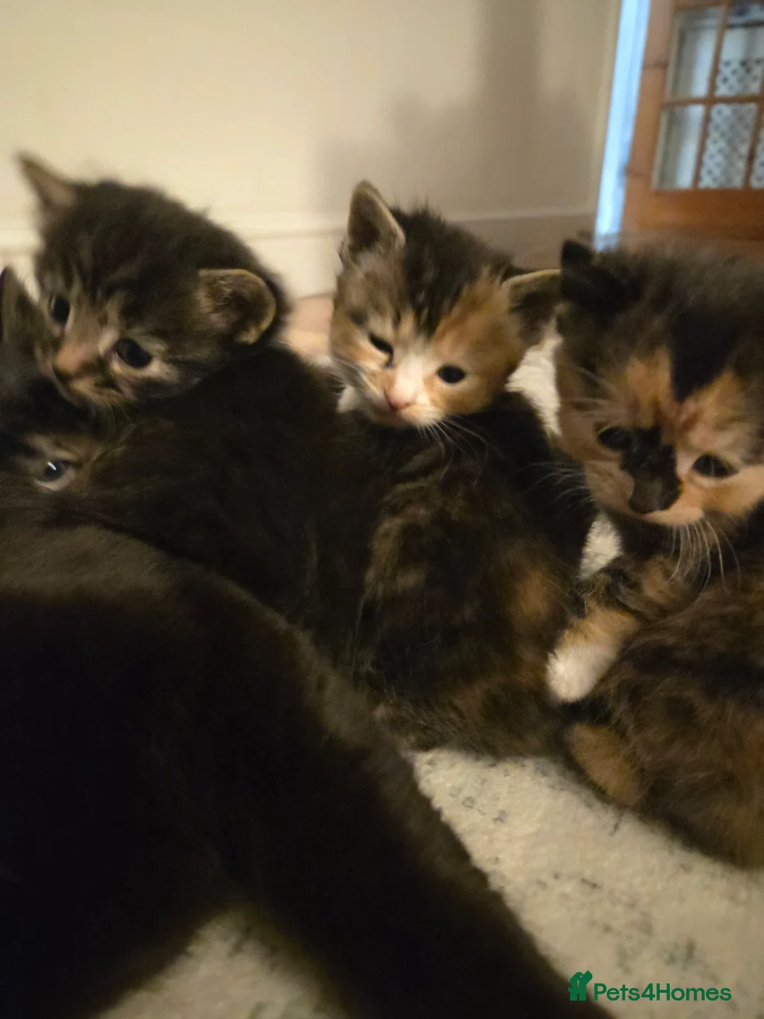Mixed Breed cats for sale: Kittens for sale - Advert 1