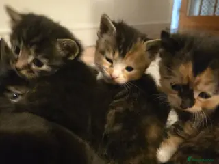 Mixed Breed cats Kittens for sale - Advert 5