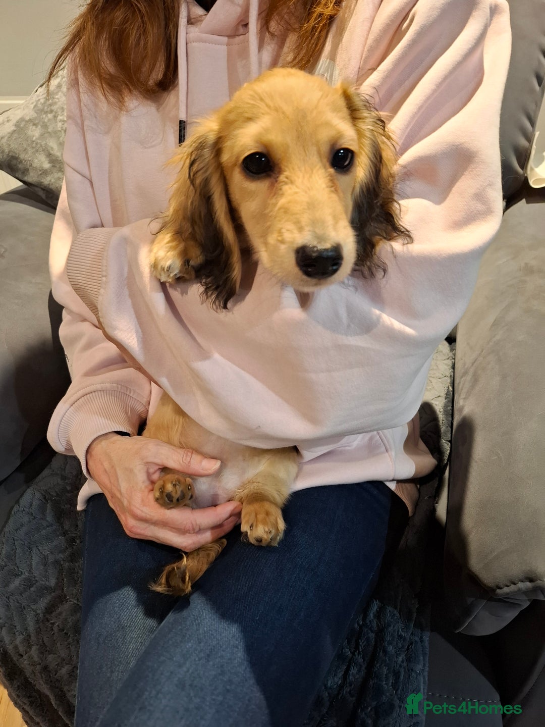 Miniature Dachshund dogs for sale: Mini Long Haired Male / Female Dachshund - Advert 6