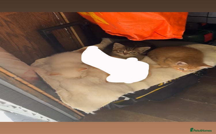 Persian cats - Advert 1