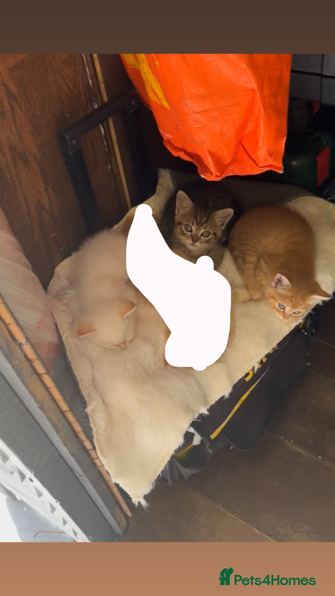 Persian cats for sale: Tabby/persian kitten mix - Image 1