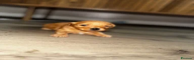 Mixed Breed 2