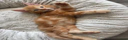 Mixed Breed cats for sale: Ready Saturday - Gorgeous Ragdoll X Ginger Kitten - Advert 8