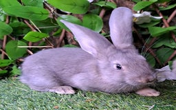 Continental Giant rabbits for sale: Continental Giant Babies  - Vaccinated - RESERVE  - Image 1