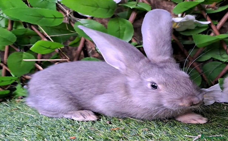 Continental Giant rabbits - Advert 1