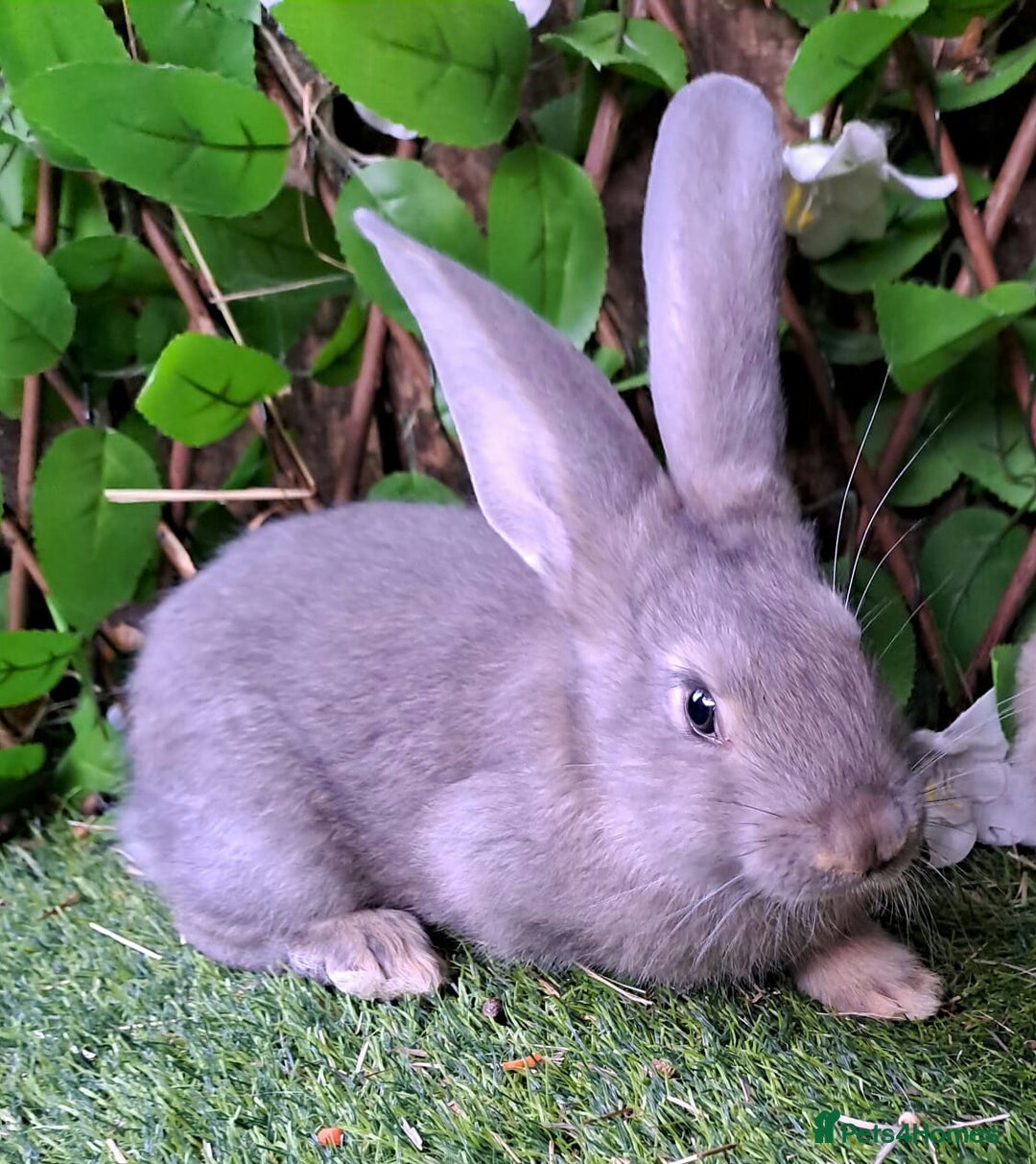 Continental Giant rabbits for sale: Continental Giant Babies  - Vaccinated - RESERVE  - Image 1