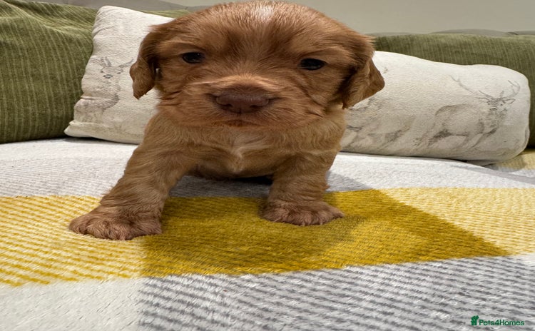 Cocker Spaniel dogs - Advert 3