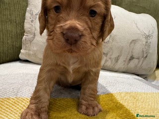 Cocker Spaniel dogs - Advert 3