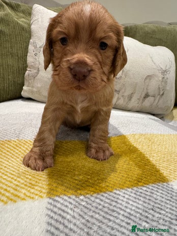 Cocker Spaniel dogs - Advert 3