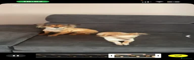Chihuahua 2