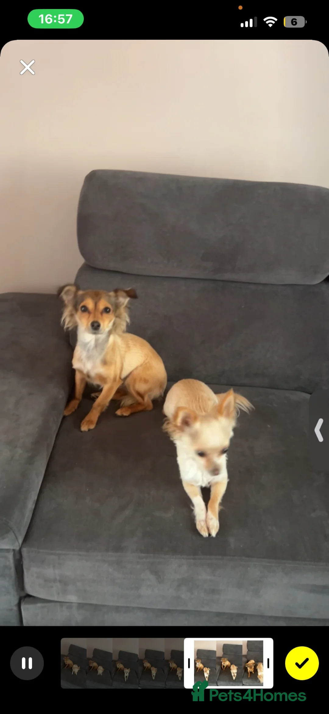 Chihuahua dogs for sale: Chihuahua / chihuahua cross  - Advert 3