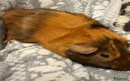 Guinea Pig rodents for sale: Shadow & Bear - Loving Guinea Pig Brothers - Image 2