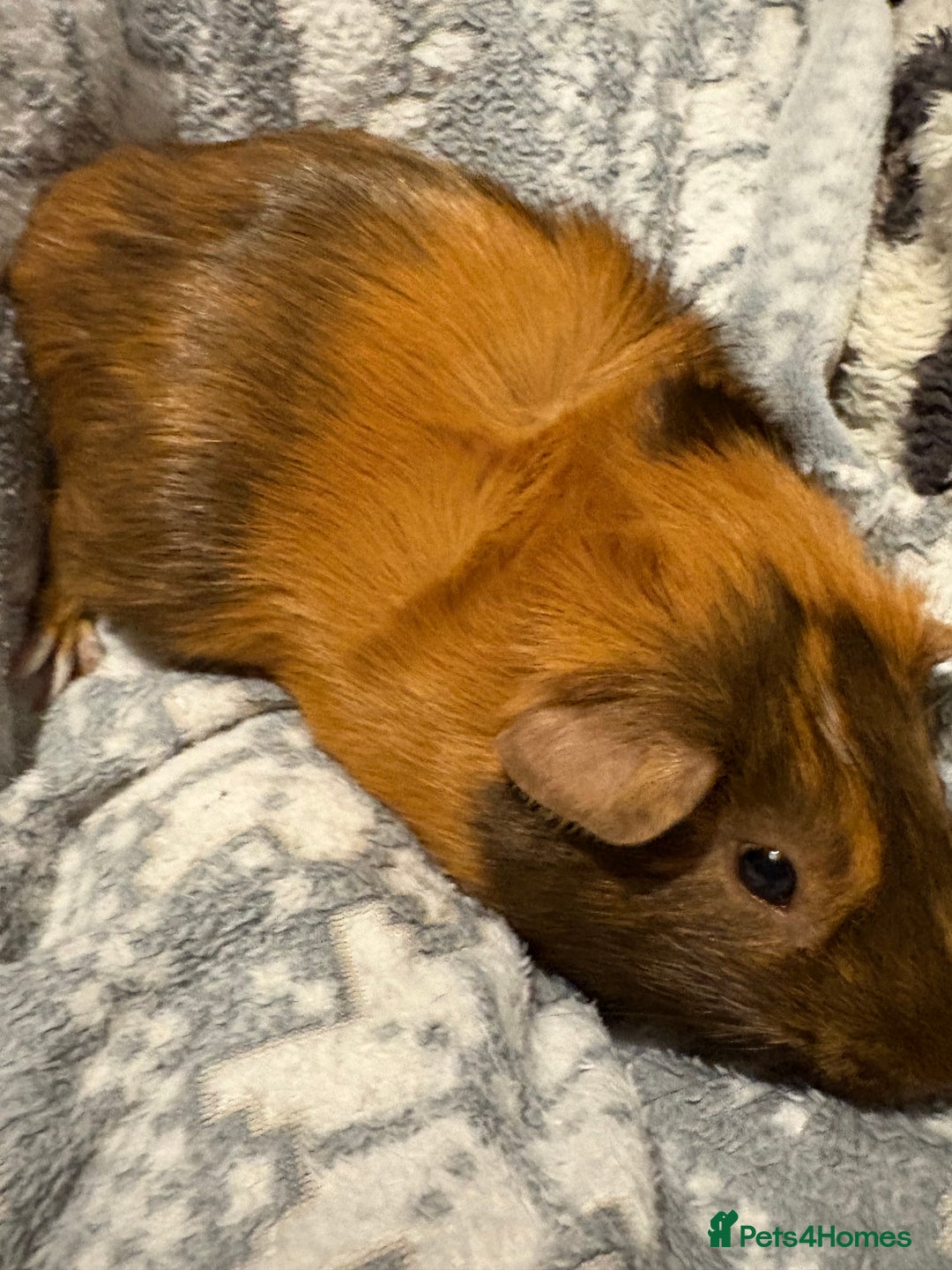 Guinea Pig rodents for sale: Shadow & Bear - Loving Guinea Pig Brothers - Image 2