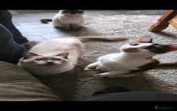 Ragdoll cats for sale: Ragdoll male 6 months old.  - Advert 3