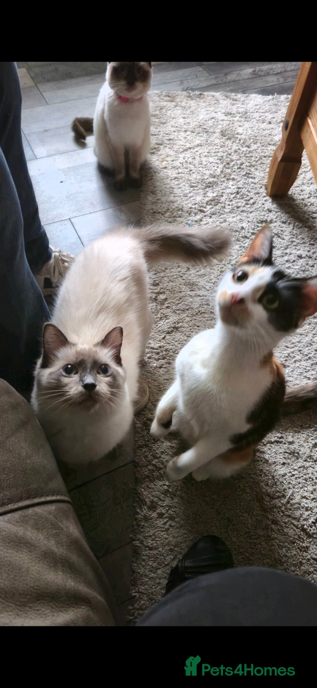 Ragdoll cats for sale: Ragdoll male 6 months old.  - Advert 3