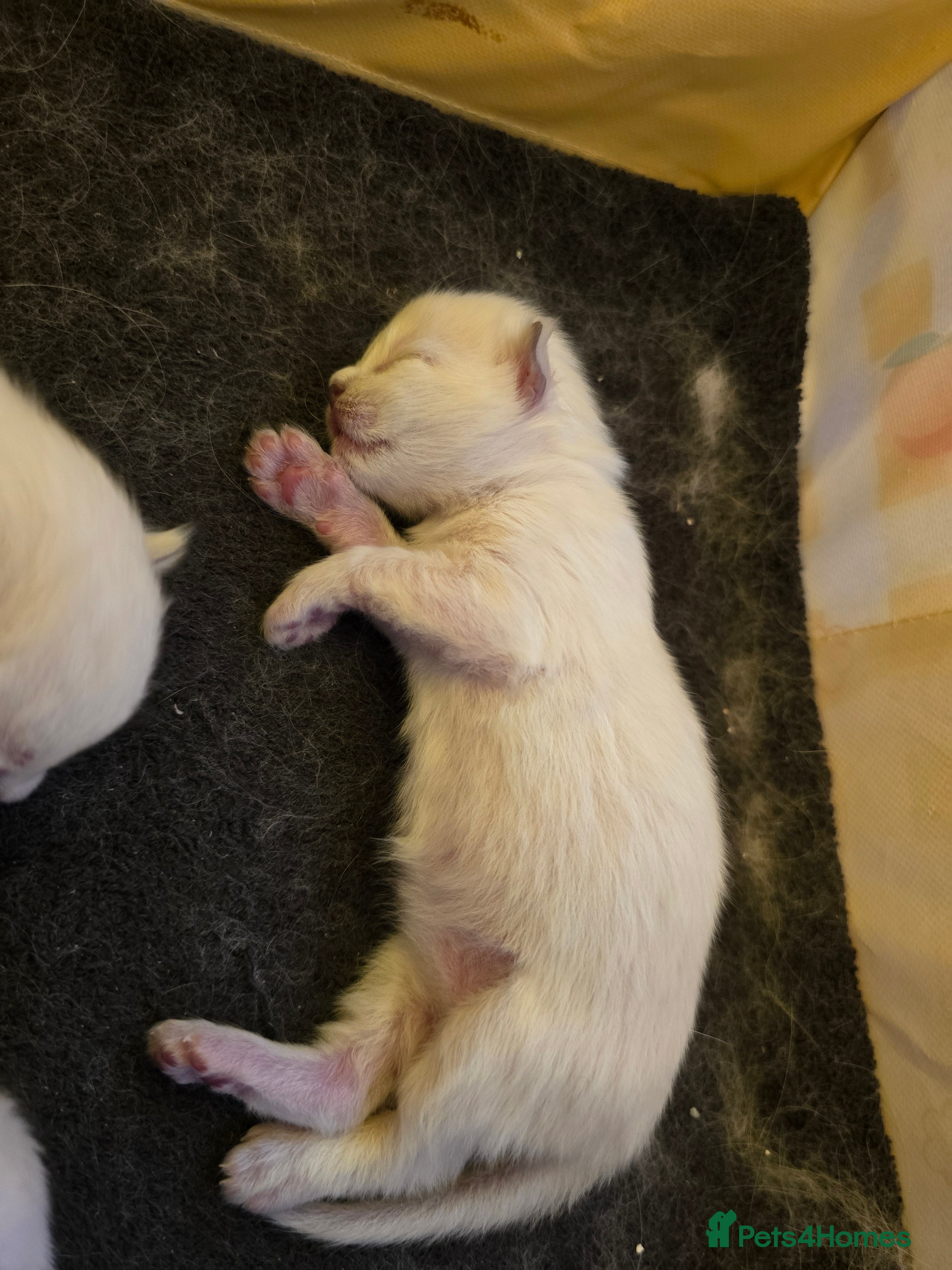 Ragdoll cats Beautiful Ragdoll Kittens - Advert 10