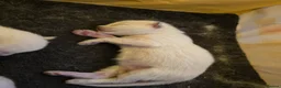 Ragdoll cats for sale: Beautiful Ragdoll Kittens - Advert 1